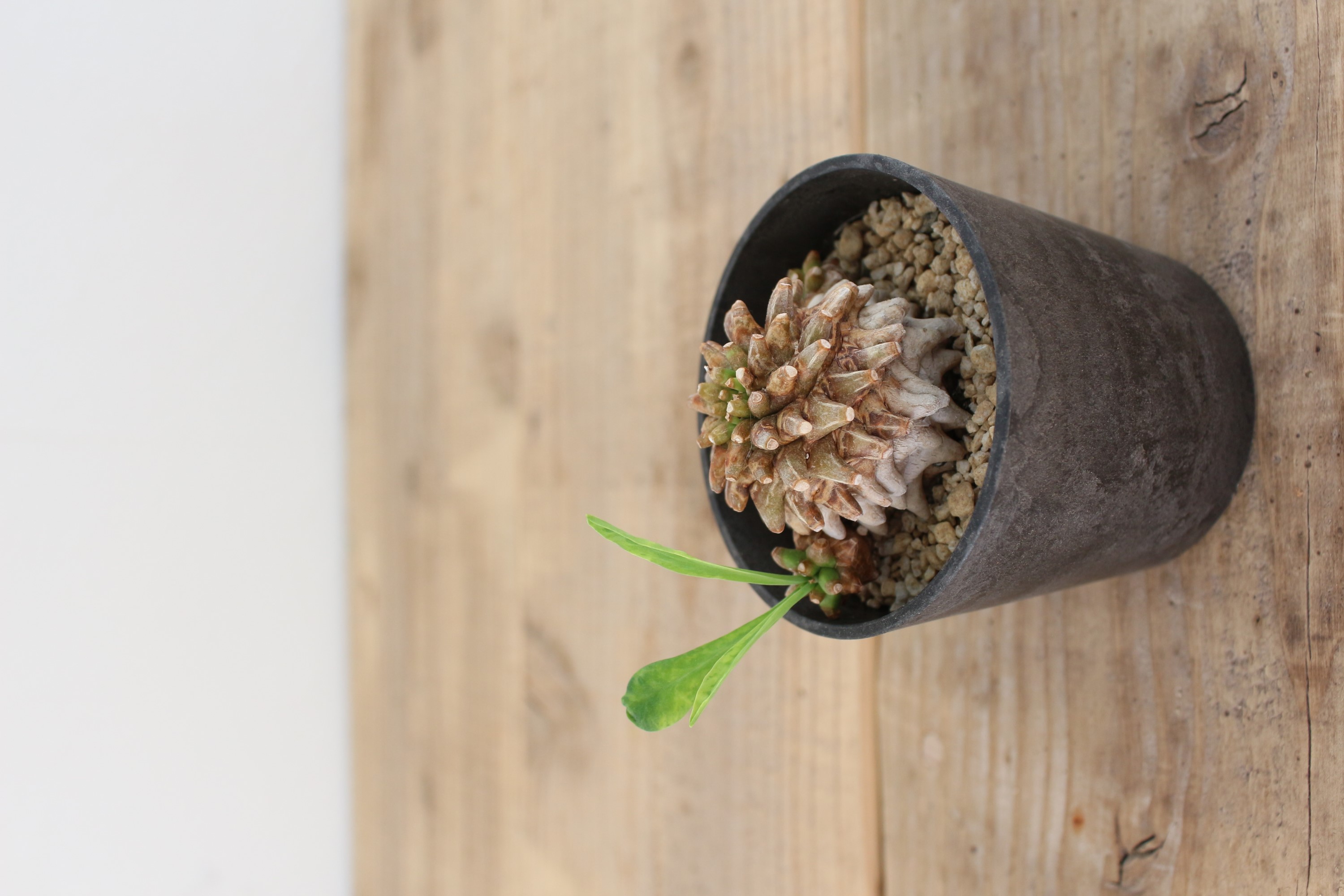 ユーフォルビア 笹蟹鉄甲 | ハレハナプランツプラスオンラインショップ